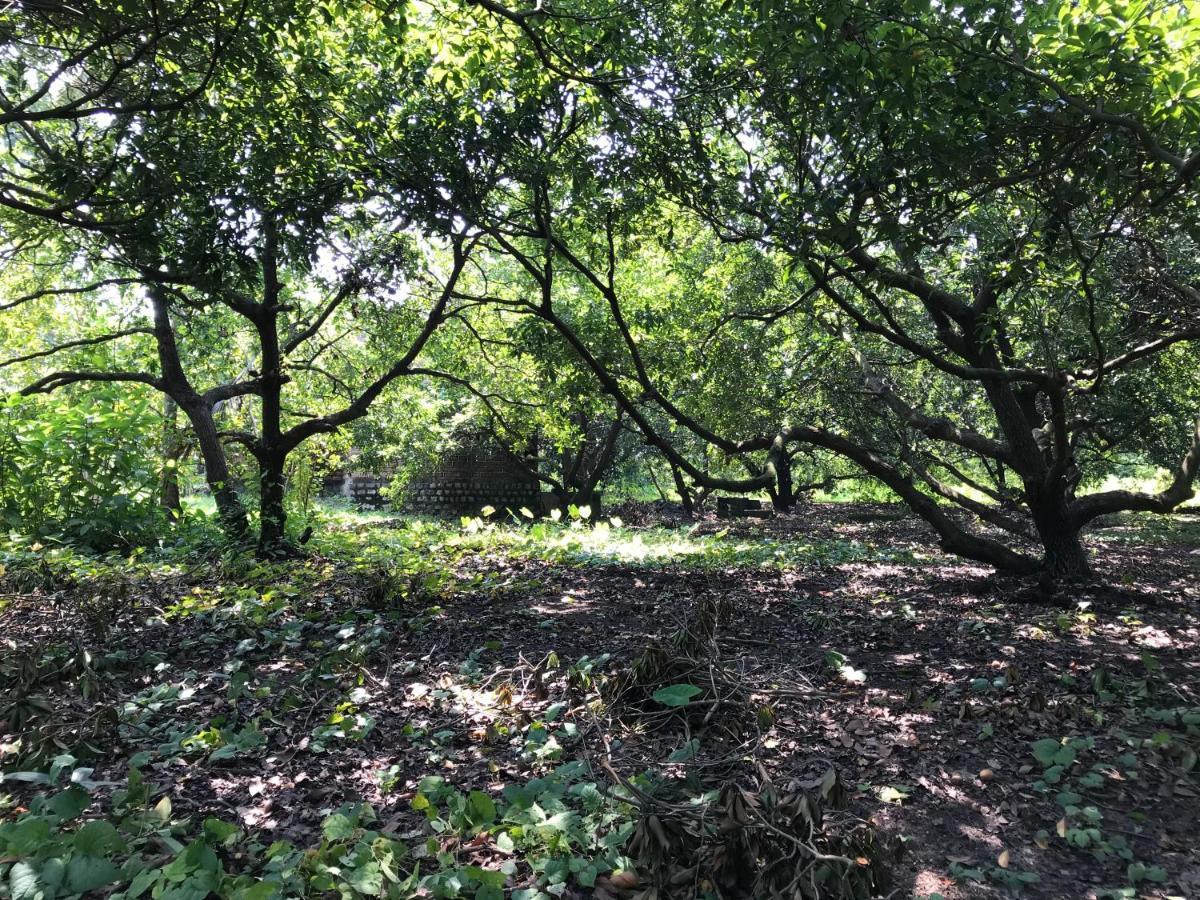 Zohra Baugh, A Green & Organic Farmhouse Stay With All Amenities Dahanu Dış mekan fotoğraf