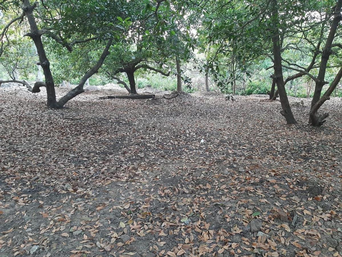 Zohra Baugh, A Green & Organic Farmhouse Stay With All Amenities Dahanu Dış mekan fotoğraf